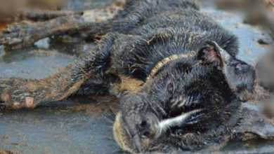 Photo of Officer Called To ‘Dead Puppy’ In A Crate, Kneeled Down And Saw Her Chest Move