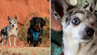 Photo of Dachshund Stands Up To Mountain Lion After It Clenches Jaw Around Brother’s Face