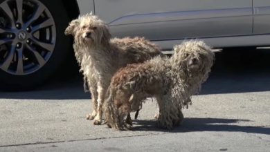Photo of Two Homeless Dogs Only Had Each Other Out Here On The Mean Streets