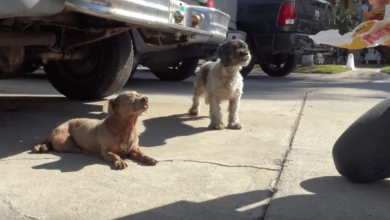 Photo of Dog With Tumor Is Dumped On The Streets With Her Friend And They Remained Inseparable