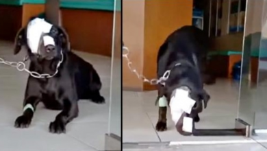 Photo of Dog Treated Cruelly Boldly Strives To Take A Step Back Into The Scary World