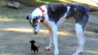 Photo of Minuscule Puppy Escapes Shelter Kennel & Tries To Make Friends With Large Dog