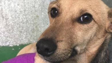 Photo of Dog Who Was Hit By Car Now Too ‘Gross’ For Family, And They Don’t Want Her Back