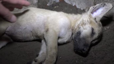 Photo of Man Located Unconscious Puppy In A Crumbling House And Can’t Rouse Him