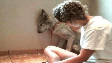 Photo of Shy Stray Roaming Streets Isn’t Even “A Dog” And Rescuers Still Fight For Him