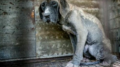Photo of She Was Confined To A Tiny Cage At Dog Meat Farm And Her Time Was Running Out