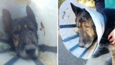 Photo of Limping Dog Wearing Cone Found Roaming In Woods 300 Miles From Home