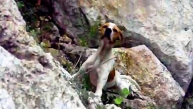 Photo of Owner Doesn’t Want Dog Anymore, Throws The Dog 50 Ft Down A Crater So She’d Die