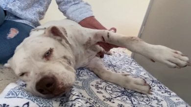 Photo of Friendly Dog About To Give Birth To 9 Pups Stabbed Repeatedly & Left To Die