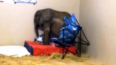 Photo of Baby Elephant Banished By His Family Feels Unworthy, But A Dog Changes His Life