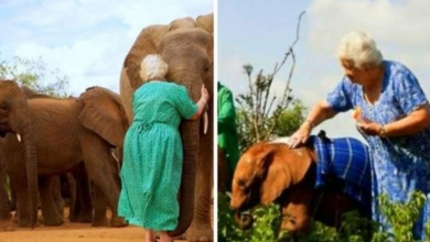 Photo of Elephants Who Lost Parents To Ivory Trade Run To Hug The Angel Who Raised Them
