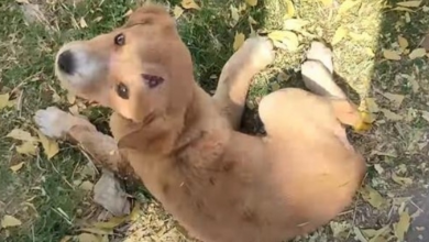 Photo of Homeless Puppy Who Can’t Stand Looks Back And Sees A Little Bit Of Hope