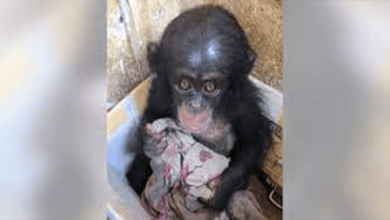 Photo of Baby Chimp Was Kept In A Box For Months Where She Clung To An Old Cloth For Comfort