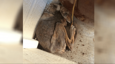 Photo of Woman Thought She Found A Homeless ‘Dog’ On Her Porch, When It “Wasn’t A Dog” At All