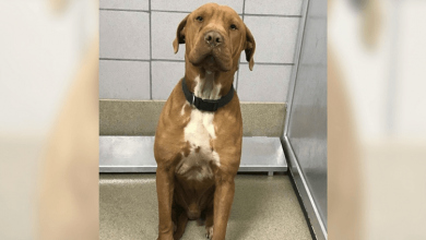 Photo of Dog Couldn’t Stop Shaking At Shelter, Until This Video Went Viral