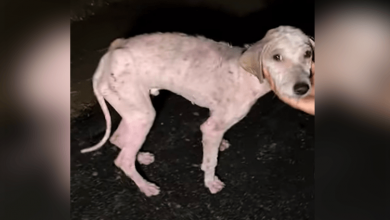 Photo of Stray Dog Suffering On The Streets Gathers His Strength To Wag His Tail