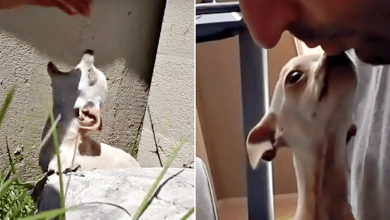 Photo of “Mean” Chihuahua That Bit Everyone Met A Human Who Accepted Her Past