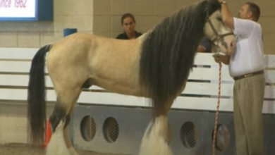 Photo of Buckskin Stallion Horse Shows Off His Greatness After Being Freed By His Master