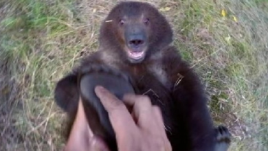 Photo of Little Orphaned Grizzly Bear Cub Enjoys Having Her Feet Tickled By Man Who Rescued Her