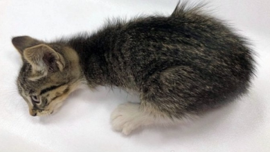 Photo of Reward Offered To Find Evil Abusers Who Cut Off Kitten’s Legs & Left Dog To Die