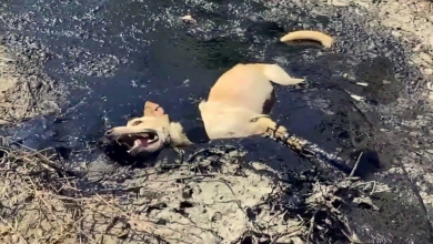 Photo of Dog Stuck In Molten Rubber Begs For Help, But No One Is Able To Pull Her Out