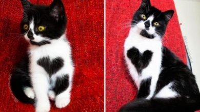 Photo of Meet Zoë – an adorable cat who literally wears her heart on her chest