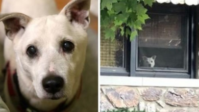 Photo of Dog Passed Away After Sitting By The Window For 11 Years Waiting For His Owner To Come Home