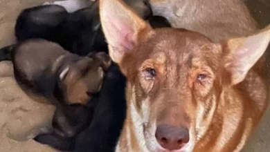 Photo of Mother Dog Has Been Abandoned In The Desert , Rescued With Her Six Puppies