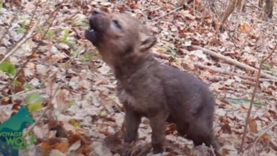 Photo of First Howls Of An Adorably Tiny Wolf Pup Captured By Trail Camera