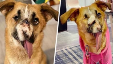 Photo of Sweet dog who survived being cruelly beaten and shot in the face wins everyone’s hearts