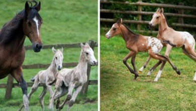 Photo of Old mare beats the odds when gives birth to identical twins – 18 months later has another set of twins