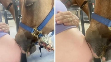 Photo of Heartwarming footage shows horse fascinated by pregnant owner’s baby bump