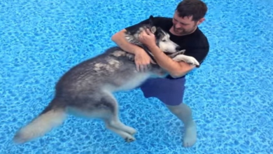 Photo of Old Dog’s Back Legs Stop Working, Owner Starts Pool Therapy And It Leads To This Moment