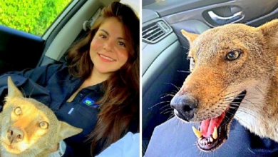 Photo of Woman Rescues “Injured Dog”, Is Startled When The Vet Says He Isn’t Even A Dog