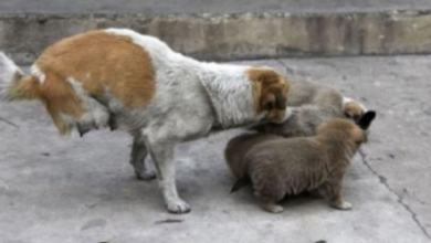 Photo of A two-legged wandering mom takes care of her homeless family