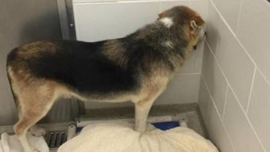 Photo of Sad dog that hid his face in the corner doesn’t understand why he was abandoned