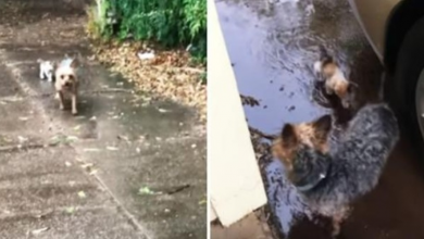 Photo of Dog Spots Shivering Homeless Kitten Getting Drenched In Rain, Brings Her Home