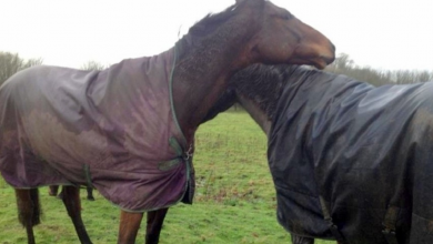 Photo of Horse Sees His Best Friend After 4-Long Years, Loses Control & Goes Mad With Joy