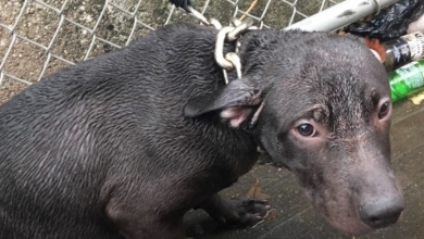 Photo of Cop Sees Pup Chained Out In The Rain & Promises To Make Him Part Of His Life
