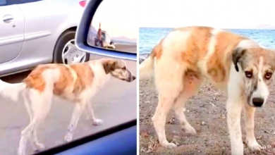 Photo of Stray Dog Wonders Why No One Loves Her, Chases Running Cars & Begs For A Home