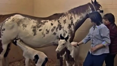 Photo of Old Pregnant Mare Exceed The Possibility Of Giving Birth To “Rare” Healthy Twin Foals