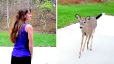 Photo of Baby Deer Runs Miles & Crosses Forest To Have Breakfast At Woman’s House Every Day