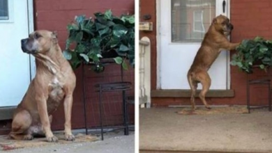 Photo of Dog waited on the front porch for weeks after his family moved away