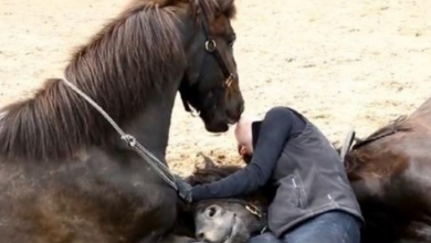Photo of Incredible bond between this human and her horse is wonderful