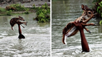 Photo of The Photographer Captures The Heroic Boy Rescuing A Drowning Deer