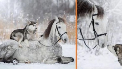 Photo of Stunning Snowy Photos Capture Friendship Between a Horse And Husky