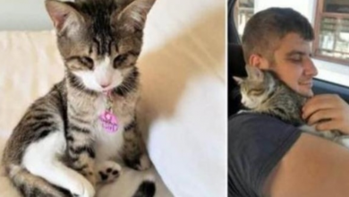 Photo of A blind abandoned kitten can’t stop hugging her new friend after she’s adopted