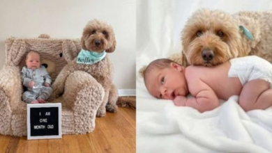 Photo of A Dog Won’t Let Newborn Photos Be Taken Without Him