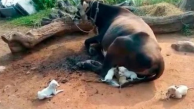 Photo of Cow adopts 7 orphaned puppies and even breastfeeds them
