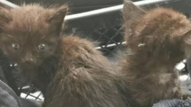Photo of The emaciated cats lay helpless in the dust, but there was little hope
